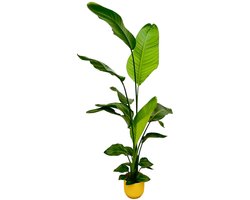Strelitzia Nicolai inclusief elho Vibes Fold Round geel - 130 cm - Ø18