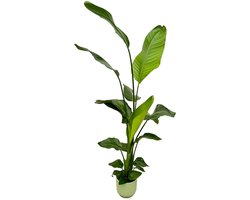 Strelitzia Nicolai inclusief elho Vibes Fold Round groen - 130 cm - Ø18