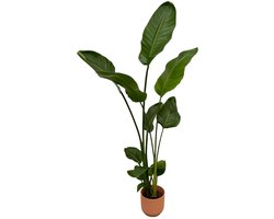 Strelitzia Nicolai inclusief elho Vibes Fold Round roze - 100 cm - Ø18