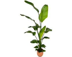 Strelitzia Nicolai inclusief elho Vibes Fold Round roze - 130 cm - Ø18