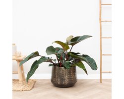 Strelitzia Nicolai inclusief elho Vibes Fold Round roze - 160cm - Ø30