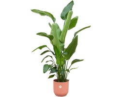 Strelitzia Nicolai inclusief elho Vibes Fold Round roze - 180 cm - Ø30