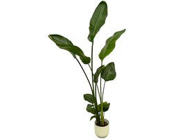 Strelitzia Nicolai inclusief elho Vibes Fold Round wit - 100 cm - Ø18