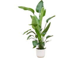 Strelitzia Nicolai inclusief elho Vibes Fold Round wit - 180 cm - Ø30