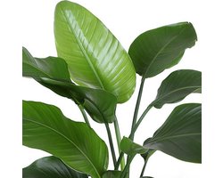 Strelitzia Nicolai - Ø21cm - 80cmin Boule TAUPE pot