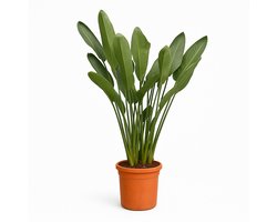 Strelitzia Reginae – Oranje Paradijsvogelplant – Kamerplant – Exotisch & Luchtzuiverend – Hoogte 200cm - Pot Ø50cm – Voor Woonkamer, Kantoor of Terras – Weinig Onderhoud – Plant
