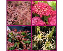 Struikenmixpakket Umbra | Schaduwpakket | 4,5m² | Kant en klaar borderpakket van struiken