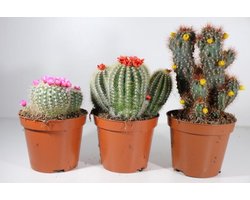 Succulux cactus met bloemetjes - P8.5 - 3stuks