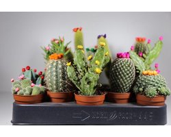 Succulux Cactussen Mix met Strobloemen - 10 Cactussen Ø 5,5 cm Pot - Mini Kamerplanten Bruiloft