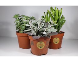 Succulux - Mix vetplanten 6 stuks - Echte Planten - Decoratief en Makkelijk te Onderhouden - Pot 5,5cm - Hoogte 5-10cm