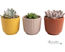 Succulux Succulenten in Keramische Potten - Set van 3 - Mini Vetplanten Mix - Geel, Roze & Terracotta - Ø 5,5 cm