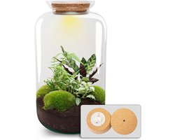 Sven XL Botanisch - Planten Terrarium met licht - DIY kit - Ecosysteem plant - Ø 23 cm ↑ 43 cm