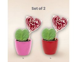 Sweetheart Plant Set - Groene Mini Gift - Pot & Plant Set - Rood of Roze
