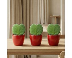 Sweetheart Plant Set - Groene Mini Gift - Pot & Plant Set - Rood of Roze
