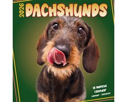 Teckel Studio Kalender 2026