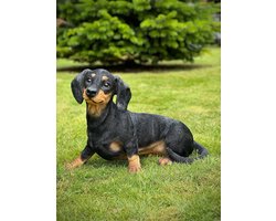 Teckel zwart/bruin 35 cm hoog - polyester hond - polystone - lente- en zomercollectie - beeld - tuinbeeld - hoogkwalitatieve kunststof - decoratiefiguur - interieur - voor binnen - voor buiten - cadeau - geschenk - verjaardag - nieuwjaar - kerst