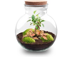 Teddy Bonsai - DIY Planten terrarium - Ecosysteem plant - Ø 25 cm ↑ 26,5 cm