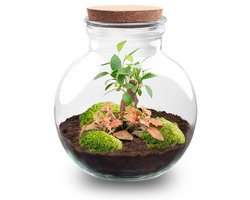 Teddy Bonsai - Planten Terrarium met licht - DIY kit - Ecosysteem plant - Ø 26 cm ↑ 26,5 cm