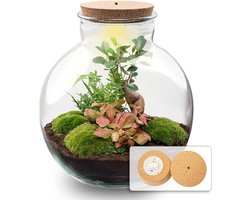 Terrarium Bolder Bob Bonsai + Led verlichting in kurk