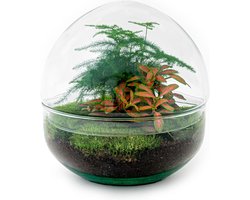 Terrarium - Dome Red - ↑ 20 cm - Ecosysteem plant - Kamerplanten - DIY planten terrarium - Mini ecosysteem