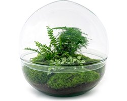 Terrarium - Dome XL - ↑ 30 cm - Ecosysteem plant - Kamerplanten - DIY planten terrarium - Mini ecosysteem