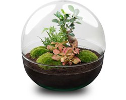 Terrarium - Dome XL bonsai - ↑ 30 cm - Ecosysteem plant - Kamerplanten - DIY planten terrarium - Mini ecosysteem
