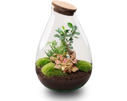 Terrarium - Drop XL - ↑ 37 cm - Ecosysteem plant - Kamerplanten - DIY planten terrarium - Mini ecosysteem