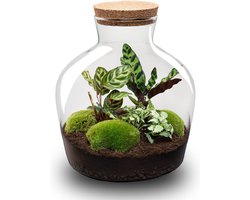 Terrarium - Fat Joe - ↑ 30 cm - Ecosysteem plant - Kamerplanten - DIY planten terrarium - Mini ecosysteem