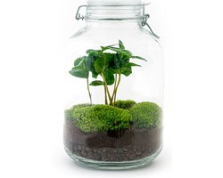 Terrarium - Jar plant - Coffea - ↑ 28 cm - Ecosysteem plant - DIY planten terrarium - Mini ecosysteem - Flessentuin