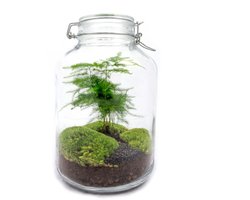 Terrarium - Jar plant - Ficus - ↑ 28 cm - Ecosysteem plant - Kamerplanten - DIY planten terrarium - Mini ecosysteem