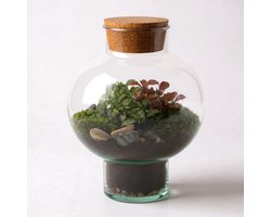 Terrarium - kant en klaar - The Green Bottle Garden - Gesloten Ecosysteem Laura - groenplanten