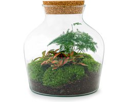 Terrarium - Little Joe - ↑ 21,5 cm - Ecosysteem plant - Kamerplanten - DIY planten terrarium - Mini ecosysteem
