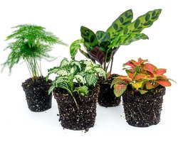 Terrarium planten - Lancifolia - 4 planten - Baby en mini plantjes voor in je ecosysteem of terrarium - urbanjngl