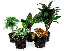 Terrarium planten pakket Lancifolia - 5 planten