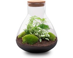 Terrarium - Sam XL - ↑ 35 cm - Ecosysteem plant - Kamerplanten - DIY planten terrarium - Mini ecosysteem