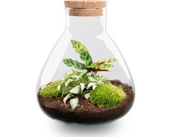 Terrarium - Sammie - ↑ 26 cm - Ecosysteem plant - Kamerplanten - DIY planten terrarium - Mini ecosysteem