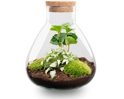 Terrarium - Sammie coffea - ↑ 27 cm - Ecosysteem plant - Kamerplanten - DIY planten terrarium - Mini ecosysteem