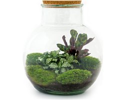 Terrarium - Teddy - ↑ 26,5 cm - Ecosysteem plant - Kamerplanten - DIY planten terrarium - Mini ecosysteem