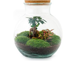 Terrarium - Teddy bonsai - ↑ 26,5 cm - Ecosysteem plant - Kamerplanten - DIY planten terrarium - Mini ecosysteem