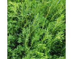 Thuja Occidentalis 'Teddy' - Levensboom 20-25  cm pot