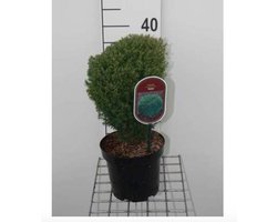 Thuja occidentalis 'Teddy' - Levensboom, Westerse Levensboom 20 - 25 cm in pot
