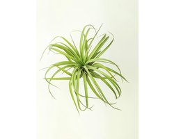 Tillandsia Capitata XL op transparante houder - Luchtplant - Airplant - Cadeau - Gift - Home Interior
