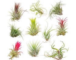 Tillandsia Mix - Luchtplantjes - Set van 10 - Kamerplant - Onderhoudsvriendelijke plant voor binnen