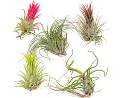 Tillandsia Mix - Luchtplantjes - Set van 5 - Kamerplant - Onderhoudsvriendelijke plant voor binnen