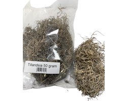 Tillandsia mos | Vers decoratie siergras