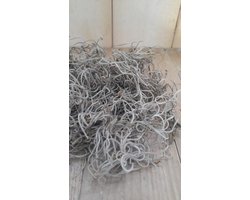 Tillandsia Tilandsia mos in bakje/zakje