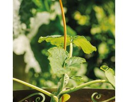 Tomaten Spiralen - Planten Steun - Tuinieren Klimplanten - Roestvrij Metaal - 110 cm Hoog - Geel