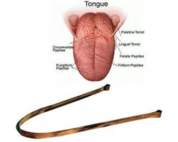 Tongreiniger - Koper (1 stuks)