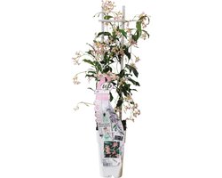 Trachelospermum 'Star of Ibiza' - Toscaanse Jasmijn Roze - Ø15cm - 65cm