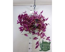Tradescantia zebr. 'Pink Paradise' - Potmaat 19cm - Luchtzuiverende Kamerplant - Plant binnen